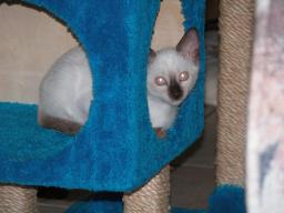 kittens - 071007 31